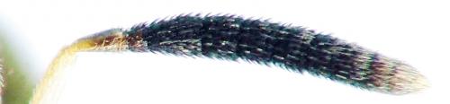 Arthrolytus ocellus